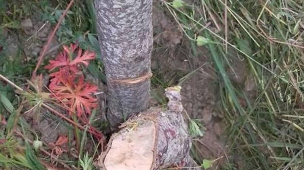 Novanta ciliegi abbattuti I proprietari fanno denuncia