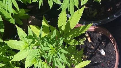 Coltivava la marijuana in casa