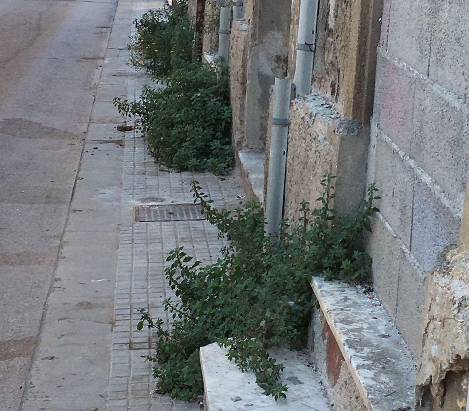 Prende il via la campagna di pulizia dalle erbacce 