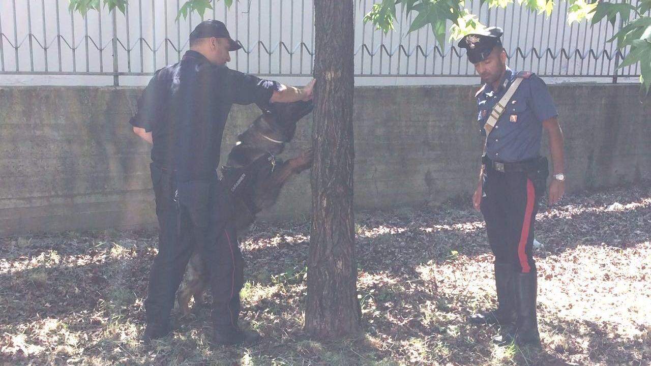 Il cane dell'Unità cinofila alla ricerca della droga