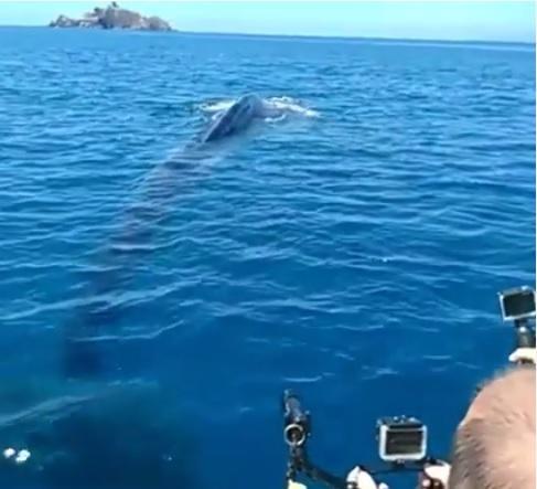 Il cetaceo al largo di Punta Ala (fermoimmagine da Facebook)