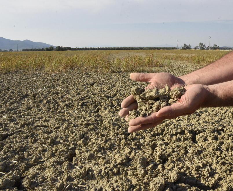 Siccità, allarme Coldiretti: i raccolti sono rovinati 
