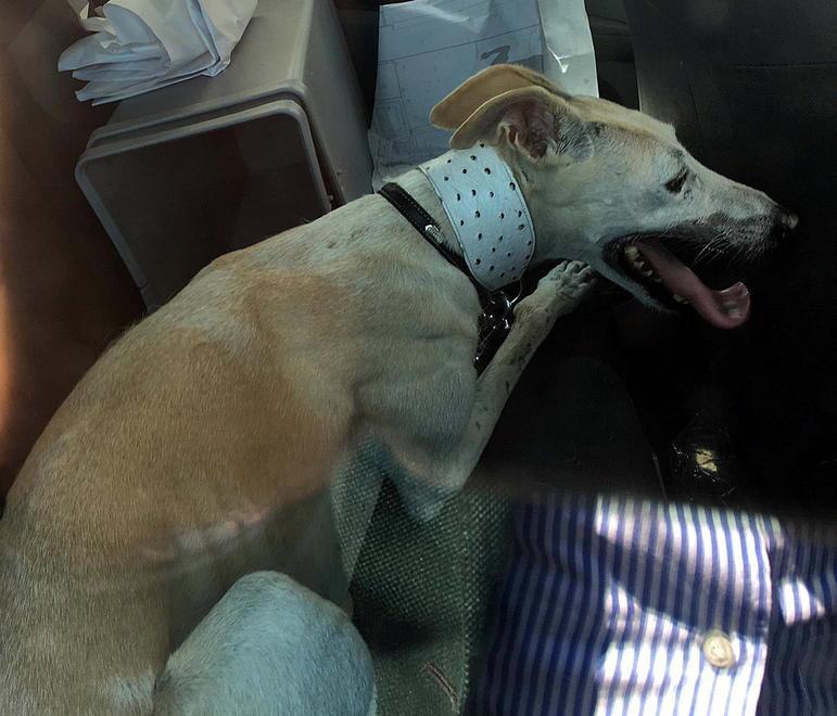 Dimentica il cane chiuso in auto L’animale salvato dai vigili urbani 