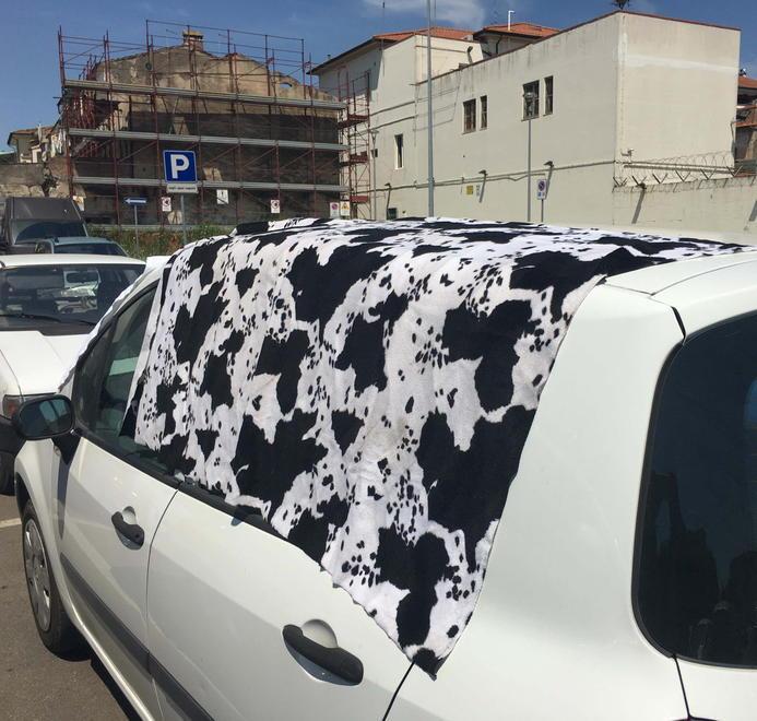 Dimentica il cane  chiuso in auto Salvato in extremis 