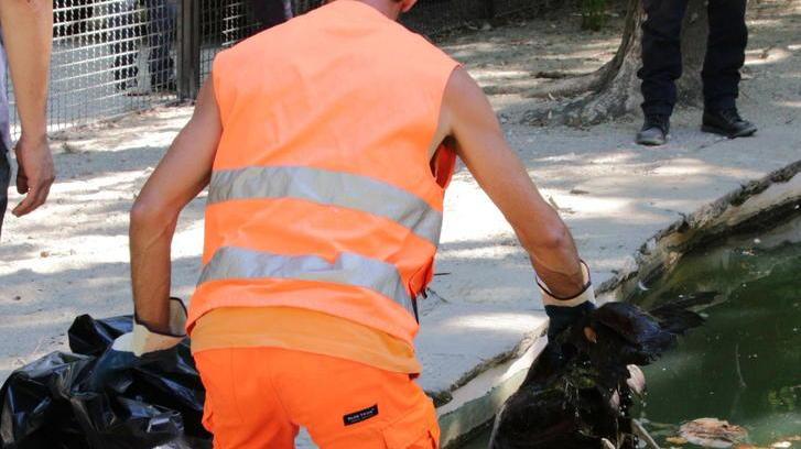 Pavone morto, la Procura ordina l’autopsia