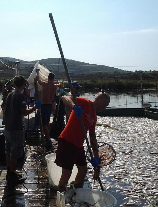 L’incubo morìa nella laguna d’alghe 