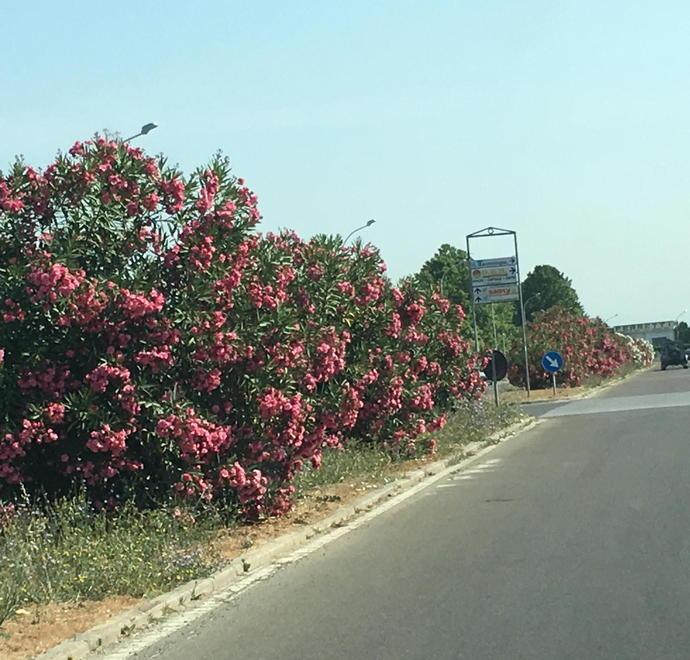 Poca visibilità a vari incroci tra oleandri e sosta selvaggia