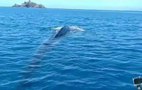 Splash, dal blu spunta una balena 