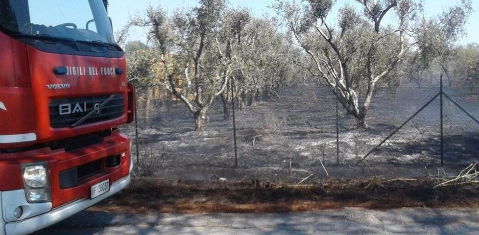 Un ettaro di oliveto distrutto 