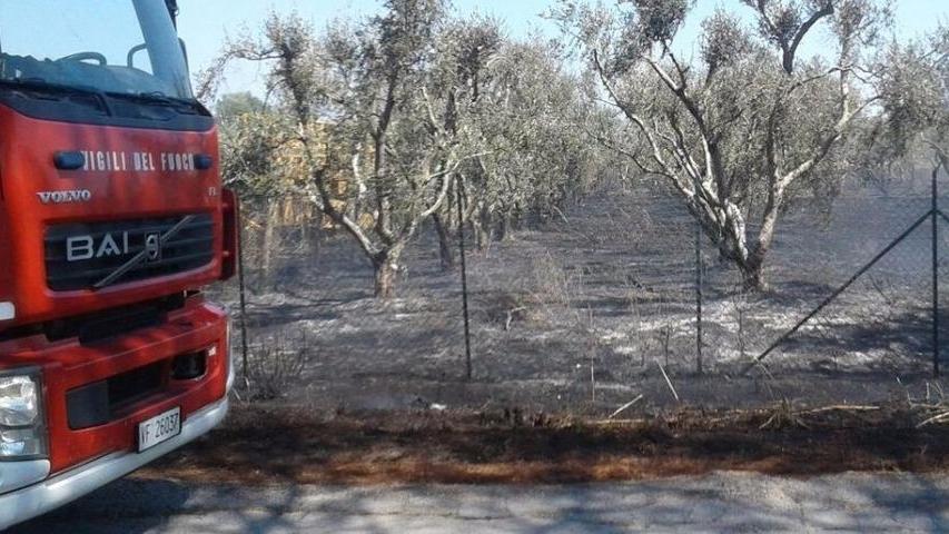 Un ettaro di oliveto distrutto