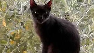 Gatta uccisa sotto casa da un colpo di carabina
