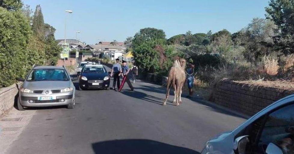 Cammello del circo finisce per strada