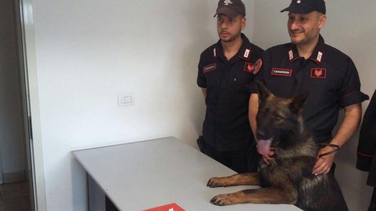Un cane dell'unità cinofila di Pisa (foto d'archivio)