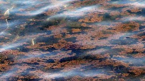 Torna l’alga tossica Bagni sconsigliati in un tratto di costa