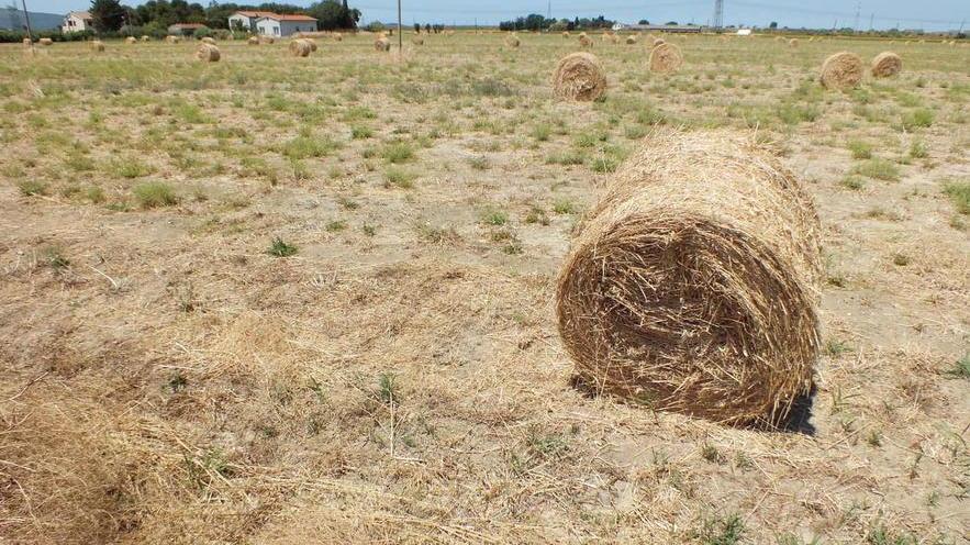 Irrigare i campi con le acque reflue depurate
