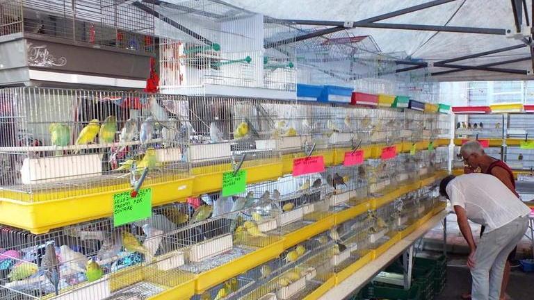 L’Enpa: «No animali vivi in vendita al mercatone»