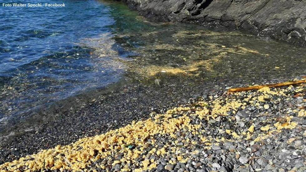 Uniti contro i criminali del mare