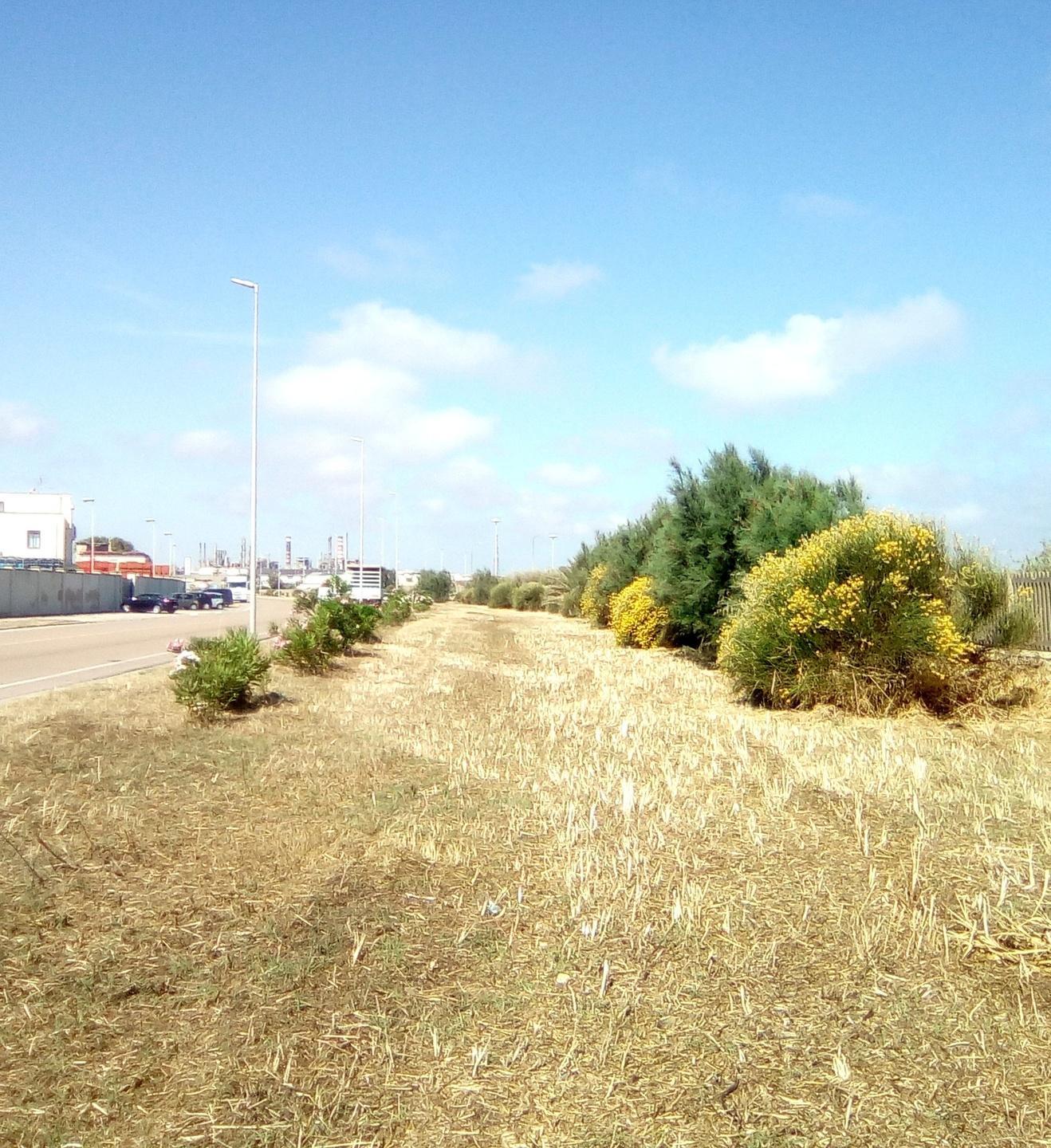 Il Consorzio industriale rimuove erbacce e discariche