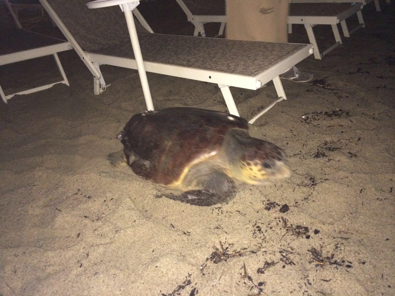Nella foto la tartaruga che nidifica tra i lettini dello stabilimento balneare