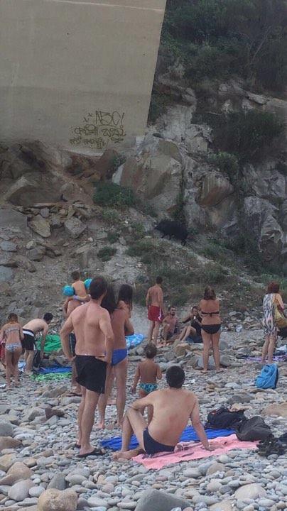Cinghiali: la mamma e i suoi piccoli tra i bagnanti a Calignaia 