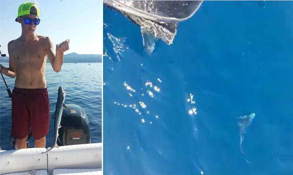 Il piccolo di verdesca pescato giovedi a Castiglioncello da un giovane pescatore pisano