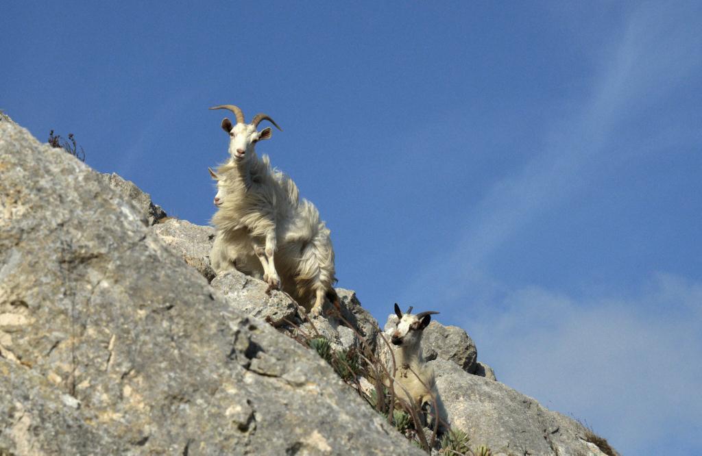 Stracchino di capra, bontà sulcitana premiata a Dorgali