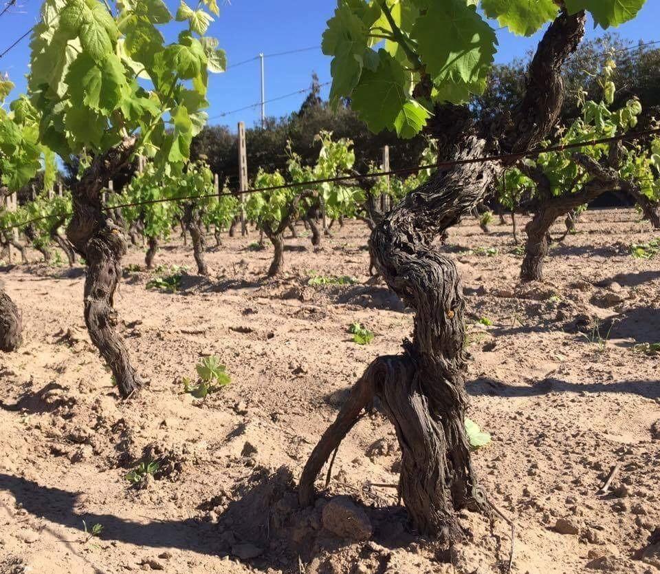 Carignano del Sulcis il vino identitario diventa una risorsa 