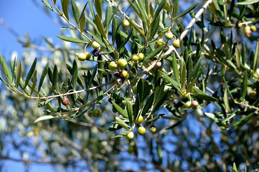 Olive attaccate al ramo