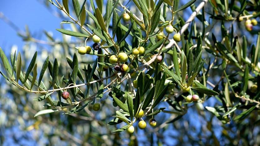 Olive attaccate al ramo