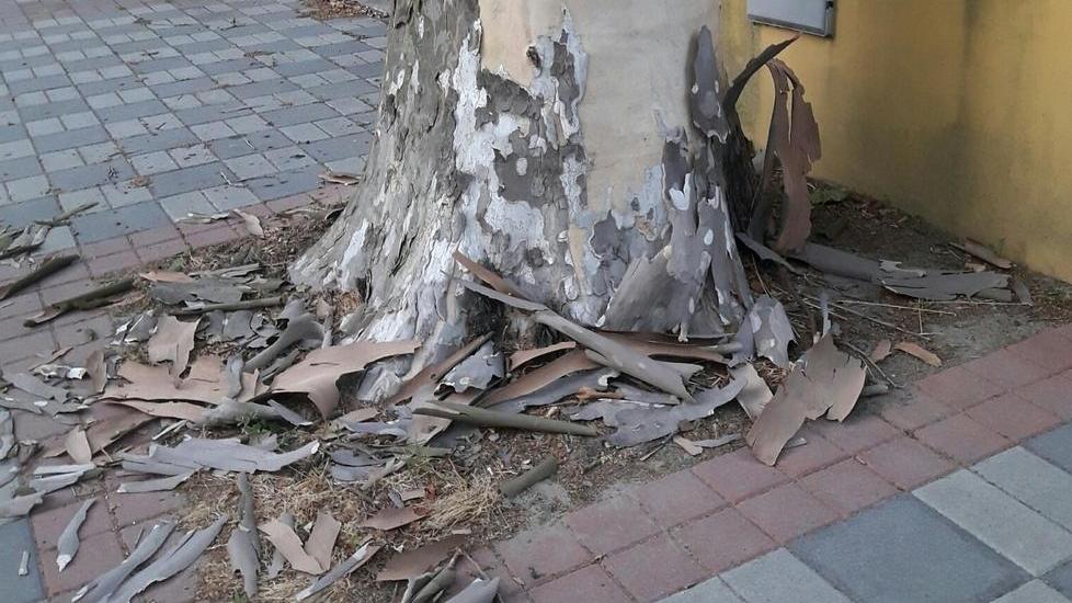 Rami secchi e incuria lungo il viale