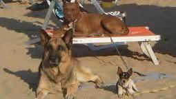 Cani benvenuti in spiaggia Crescono i bagni pet-friendly 