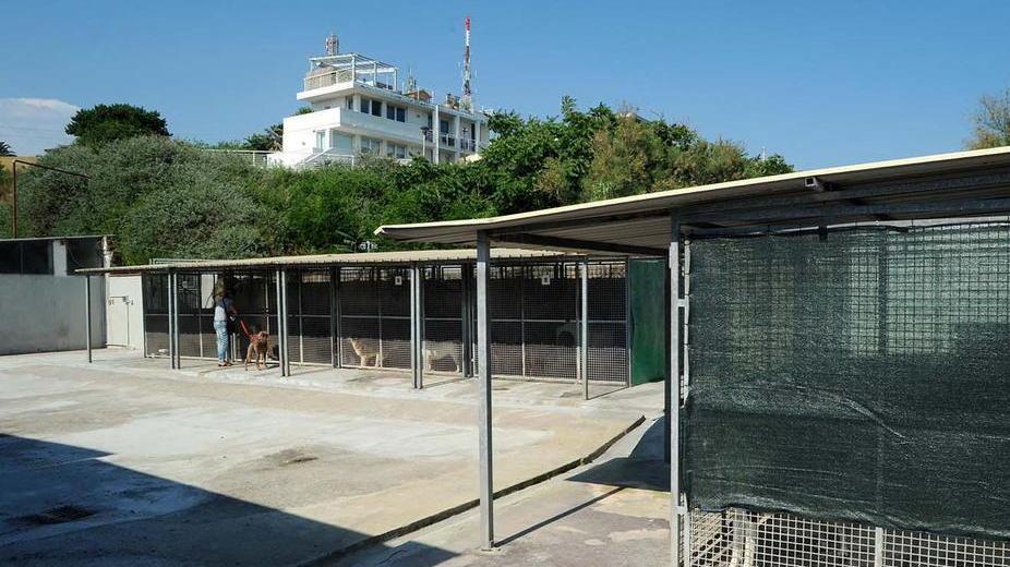 Ecco la sentenza sul canile: 45 cani da spostare in 8 giorni