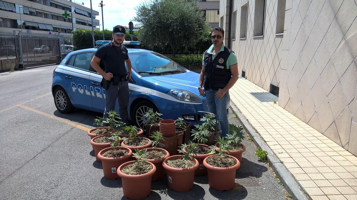 Scopre 14 piante di marijuana nel suo campo
