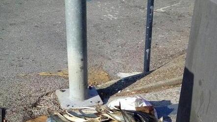 Protesta per dei pesci marci gettati a terra in via Marruota