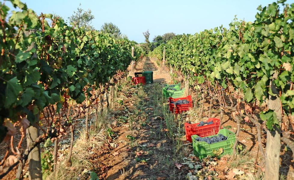 Vini di Bolgheri, la siccità non fa paura 