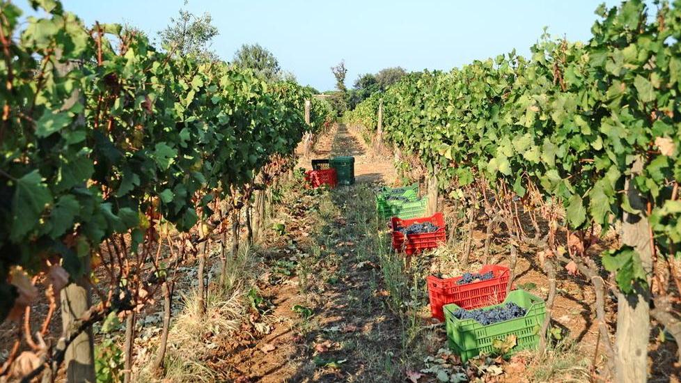 Vini di Bolgheri, la siccità non fa paura