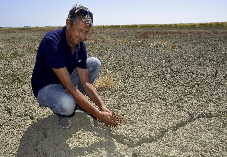 Grano e girasoli, raccolta compromessa 