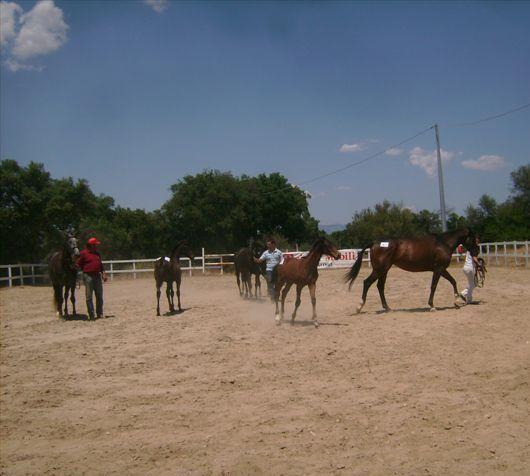 Crisi del comparto ippico Appello degli allevatori 