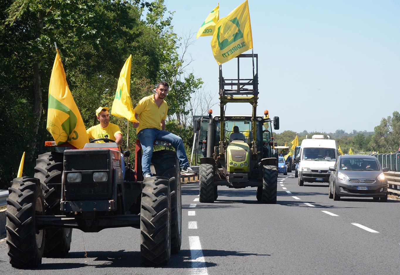 La grande sete uccide gli allevamenti 