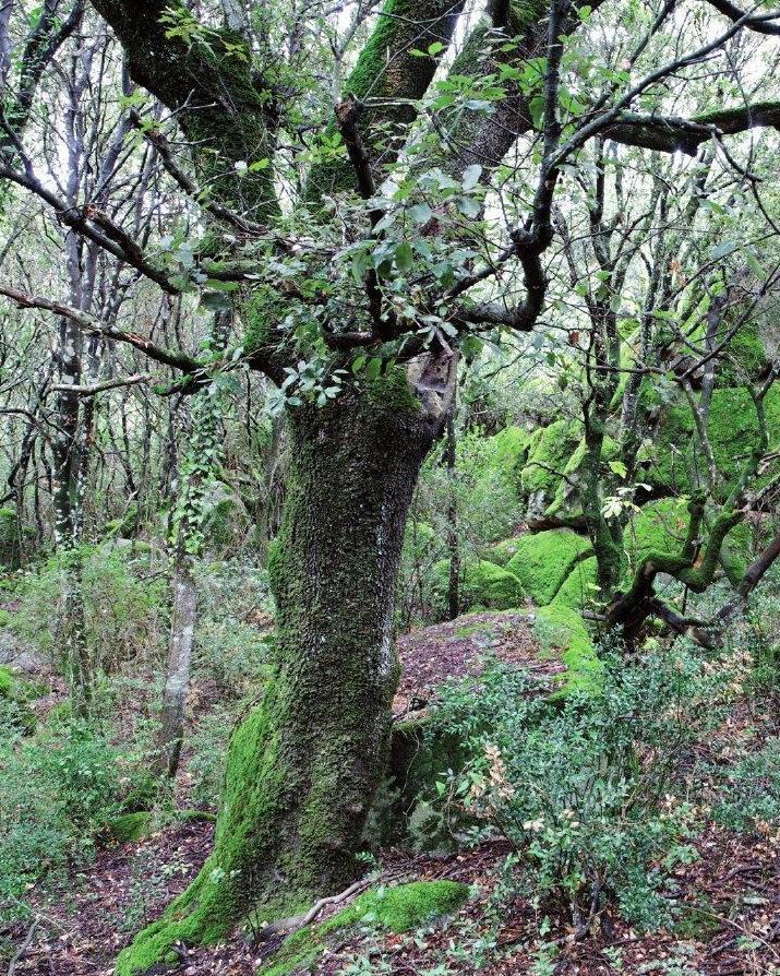 Confronto su “Noi e il monte Ortobene”