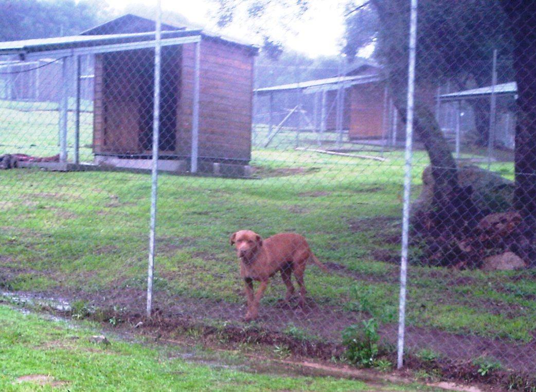 Arzachena, gestione del canile: si cambia 