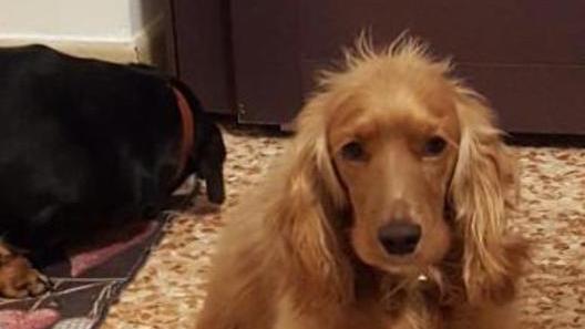 Tira l’acido al cane che lo disturba