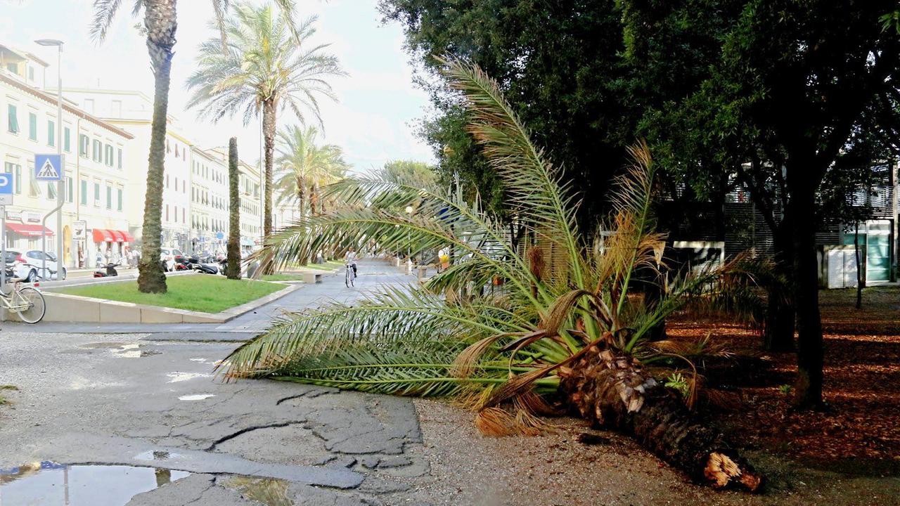 Nubifragio e allagamenti in città: cade una palma sul viale Italia, un fulmine colpisce il Goldoni