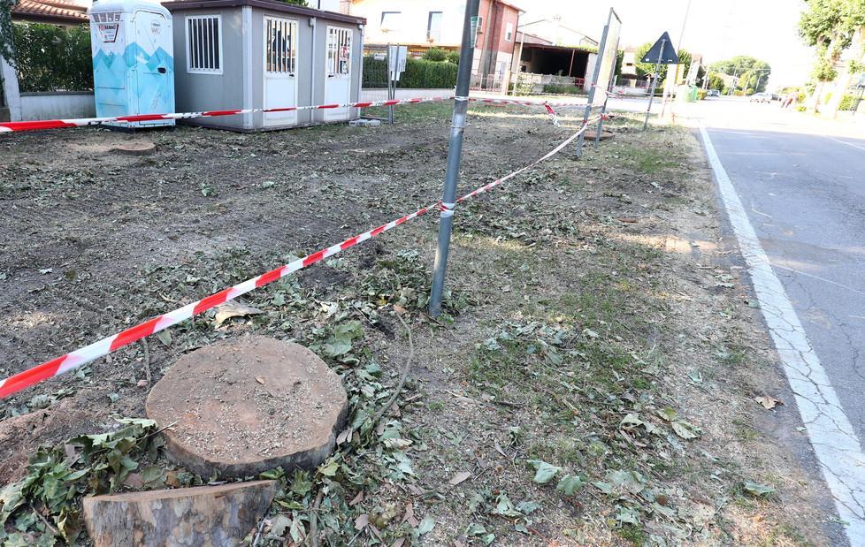 Platani abbattuti I cittadini chiedono l’accesso agli atti