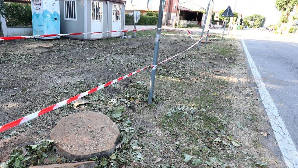 Platani abbattuti I cittadini chiedono l’accesso agli atti