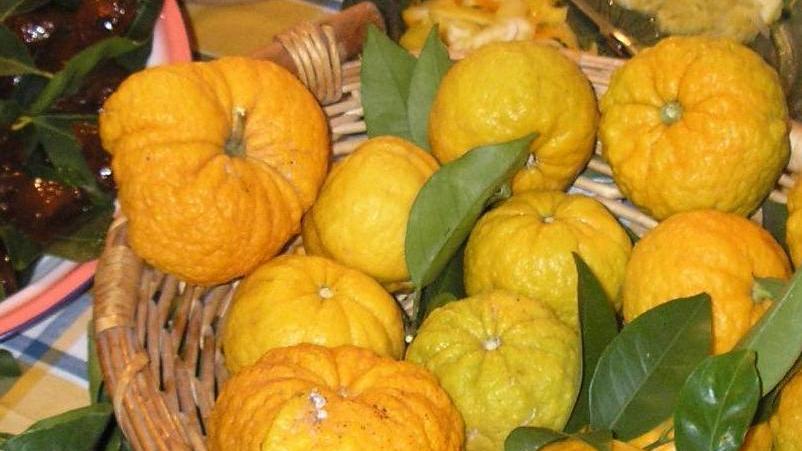 Siniscola, la ricerca sulla “pompìa” in aula consiliare