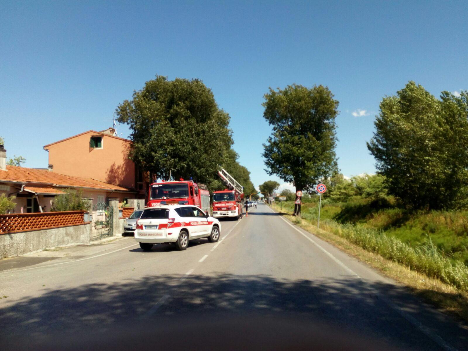 vigili del fuoco mettono in sicurezza albero pericolante