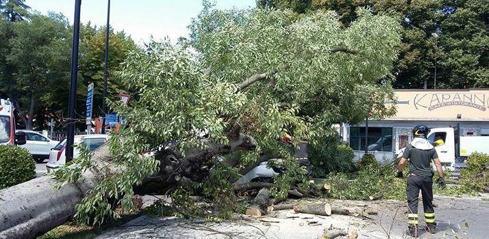 Castelfranco. Albero cade su un’auto: il conducente in ospedale  