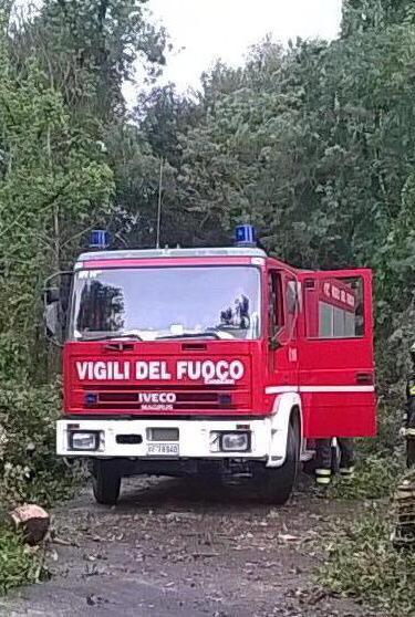 ALBERI CADUTI E GRANDE FUGA DALLE SPIAGGE 