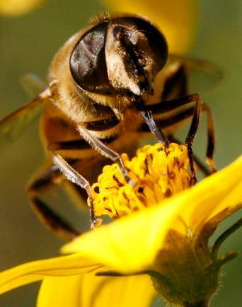 Avvistata la vespa che uccide le api È la prima in Toscana 